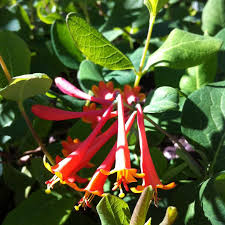 Maybe you would like to learn more about one of these? Lonicera X Brownii Dropmore Scarlet From Nvk Nurseries