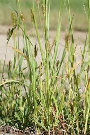 Image result for Setaria pumila