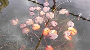 Some lilies grow fast, and have large leaves and spreads, which make them suitable for large ponds. Water Lily In Winter Youtube