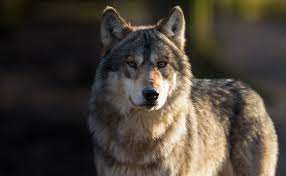Gray Wolf Survival Depends On The Endangered Species Act The Horrible Trump Administration Is Doing Its Be Whats Your Spirit Animal Animals Your Spirit Animal
