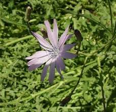 Image result for Lactuca setosa