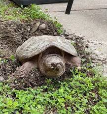 We did not find results for: Turtles In Progress At Bam In Bangor Maine Shelf Awareness