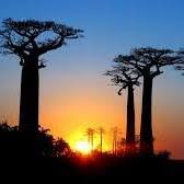 Madagascar, island country lying off the southeastern coast of africa. Madagascar Land Home Facebook