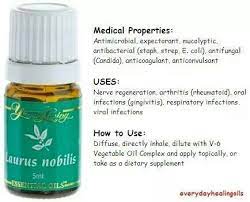 Laurus Nobilis Essential Oils Guide Living Essentials Oils Essential Oil Recipes