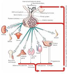 the endocrine system structure and function nursing part 1