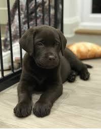 My name is scoop and i am an 11 weeks old, green eyed, male chocolate labrador… i am quite energized. 8 Week Old Chocolate Lab Puppy Off 72 Www Usushimd Com