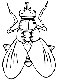 40+ insect coloring pages for printing and coloring. Insects Coloring Pages 100 Pictures Free Printable