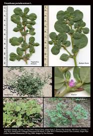 Image result for Trianthema