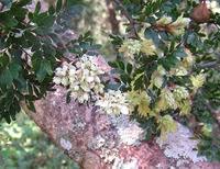 Image result for Cryptosepalum exfoliatum