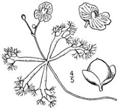 Image result for Utricularia baoulensis