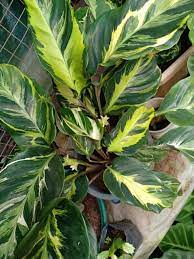 Learn To Grow And Care For A Calathea Plant At Houseplant411 Com Calathea Plant Hanging Plants Plant Decor Indoor
