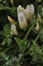 Image result for Sphaeranthus foliosus