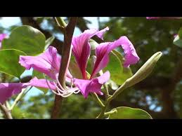 Dwarf white bauhinia is a shrub growing up to 3 metres tall. The Edible Flower Of An Orchid Tree Media India Group
