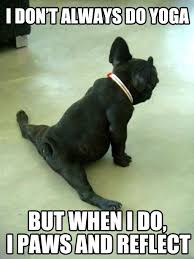 Funny Videos Funny Clips Funny Pictures Break Com Cute Animals Dancing Animals Animals