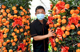 Tahun baru cina 2020 tikus tahun dicetak fancy paper paket merah amplop dengan emas hot stamping logo untuk tikus tahun buy cina beruntung promo bonus menyambut imlek 2020. Pokok Limau Hiasan Masih Ada Permintaan Penyeri Sambutan Tahun Baru Cina Berita Projekmm