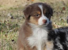 Scroll down for puppies for sale. Blue Buckaroo Mini Aussies Miniature Australian Shepherd Puppies Mini Australian Shepherd Puppies For Sale Nashville Tn