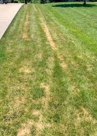 We went rock climbing at the weekend. Yellow Stripes Dying Grass On Lawn Lawnsite Is The Largest And Most Active Online Forum Serving Green Industry Professionals