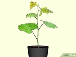 The redbud tree, cercis canadensis, can be propagated with great success from cuttings or seedlings. How To Plant Redbud Trees 12 Steps With Pictures Wikihow