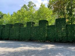Image result for hornbeam hedge in winter