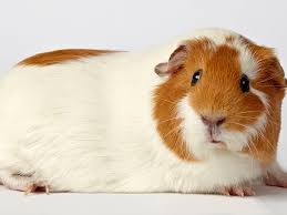 When you adopt love, you're changing their life and yours. Places To Adopt Guinea Pigs And Other Pocket Pets