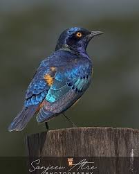 Image result for Tragia hildebrandtii