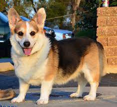 We did not find results for: Golden Gate Pembroke Welsh Corgi Fanciers Inc Rescue Home Facebook