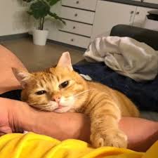 Koleksi gambar kucing lucu yang menggemaskan! Foto Kucing Lucu Fat Xiang Selalu Tampak Lelah Walau Sudah Tidur Seharian Kapanlagi Com