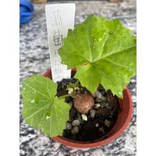 Image result for Cyphostemma adenocaule