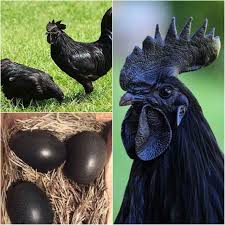 Ayam Cemani Is A Rare Breed Of Chicken From Indonesia It S All Dark Even Its Bones And Internal Organs Intere Chicken Breeds Rare Chicken Breeds Rare Breed