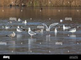 Herring gull flock hi-res stock photography and images
