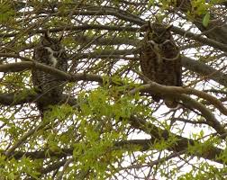 Birds Of West Texas Photos A Pair Of Great Horned Owls Hang Out At Balmorhea State Park In West Texas Balmorhea State Park State Parks Enjoy Nature
