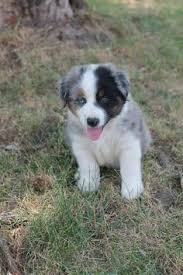 Introducing our litter of australian shepherd border collie mix puppies $1900. 60 Mini Aussies Ideas Mini Aussie Australian Shepherd Puppies