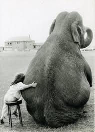 Little Girl On Stool Sitting With Big Elephant Hug Cute Elephant Pictures Elephant Pictures Animals