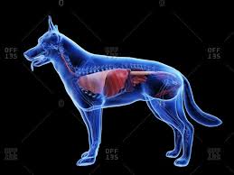 T�glich werden tausende neue hochwertige bilder hinzugef�gt. Stomach 3d Stock Photos Offset