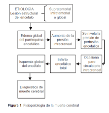 Es la terminación (paro) completa e irreversible de toda algunas de las causas de muerte cerebral son: Http Himfg Com Mx Descargas Documentos Planeacion Guiasclinicashim Muertecerebral Pdf