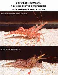 Freshwater shrimp would eventually perish in a salt environment such as ghost shrimp live in salt water, crawdads, aka crayfish, normally live in fresh water. Camel Shrimp Detailed Guide Care Diet And Breeding Shrimp And Snail Breeder