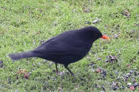 Rajakaamera Animals Bird