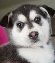 Place an ad | manage your ad | fraud prevention tips | start new search | site map. Siberian Husky Puppy For Sale In Salem Or Adn 69046 On Puppyfinder Com Gender Male Age 8 Weeks Old Husky Puppies For Sale Husky Puppy Puppies For Sale