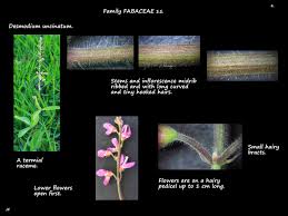 Image result for Desmodium uncinatum