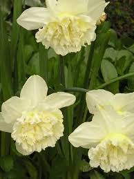 Ice King Daffodil Daffodils Fairy Garden Narcissus