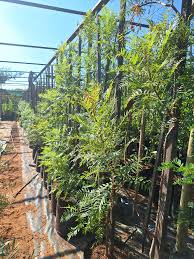 Image result for Erythrophysa