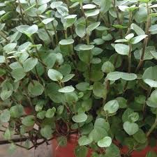 Turtle Vine Callisia Repens Learn And Get Advice On How To Grow Care Plant Water Put Outside Shelter Check On Plants House Plants Plant Identification