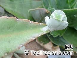 Image result for Kalanchoe gastonis-bonnieri