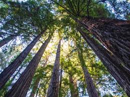 Redwoods Roots And The Power Of Connection Martha Brettschneider