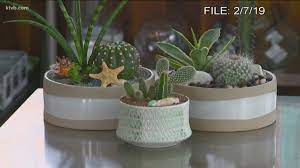 Your cactus will likely come with detailed care instructions on the label. You Can Grow It Making A Succulent And Cactus Garden Ktvb Com