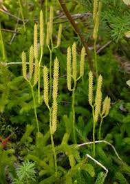 Image result for Lycopodium