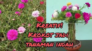 Menanam bunga krokot ini mungkin belum terlalu populer bagi sebagian besar masyarakat di indonesia. Ide Kreatif Untuk Tanaman Bunga Krokot Portulaca Mossrose Youtube