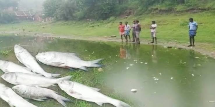 Bankura Saltora Villagers allege enmity after they found all the fish dead in local pond complaint lodged | Saltora News: পুকুরময় থিকথিক করছে মরা মাছ, শত্রুতার জেরে জলে বিষপ্রয়োগ! চাঞ্চল্য ...