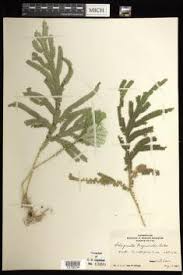 Image result for Selaginella cathedrifolia