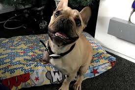 French bulldog definition, print, poster, dog, wall art, gift, dog, home. French Bulldog Who Lost Leg After Being Stolen Is Reunited With Family Nine Months Later Evening Standard